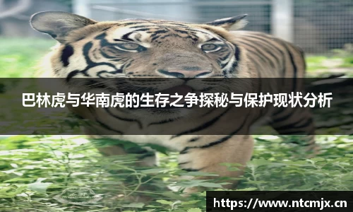 qyg奇异果体育